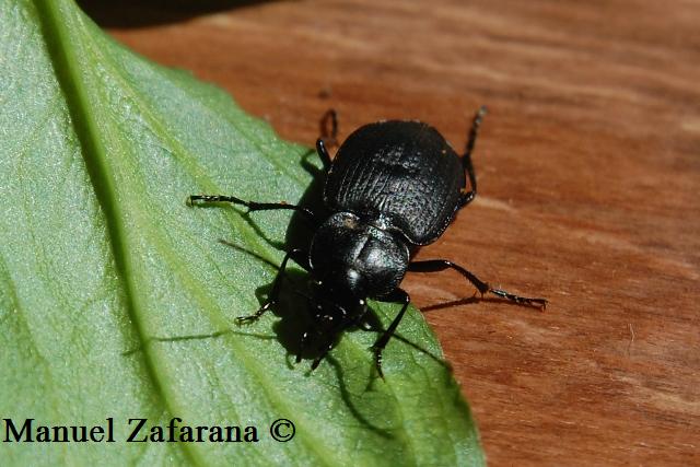 Carabidae da identificare... Licinus punctatulus